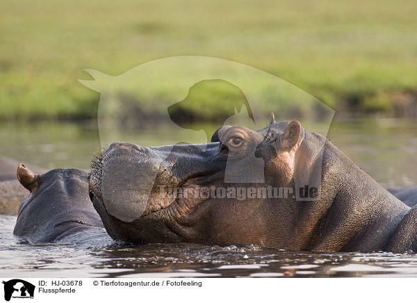 Flusspferde / hippos / HJ-03678