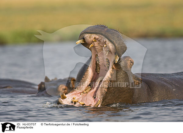 Flusspferde / hippos / HJ-03707