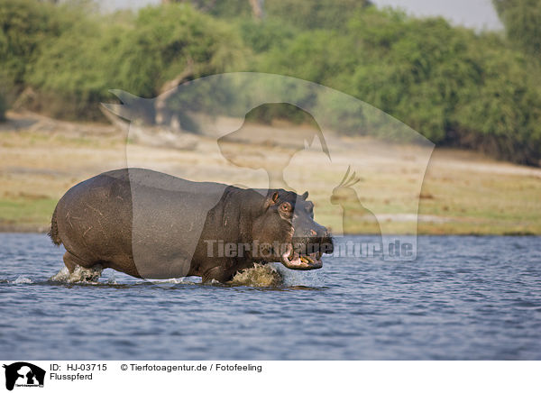 Flusspferd / hippo / HJ-03715
