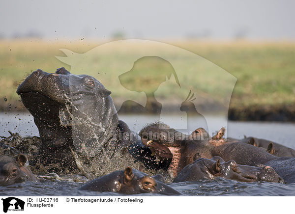 Flusspferde / hippos / HJ-03716