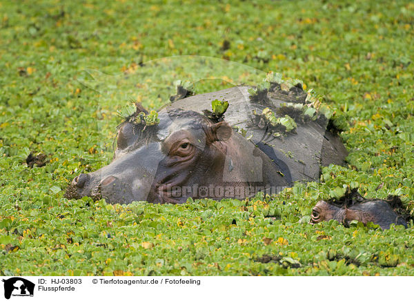 Flusspferde / hippos / HJ-03803