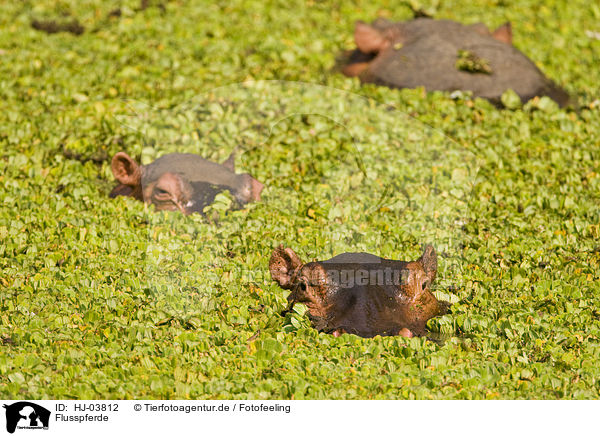 Flusspferde / hippos / HJ-03812