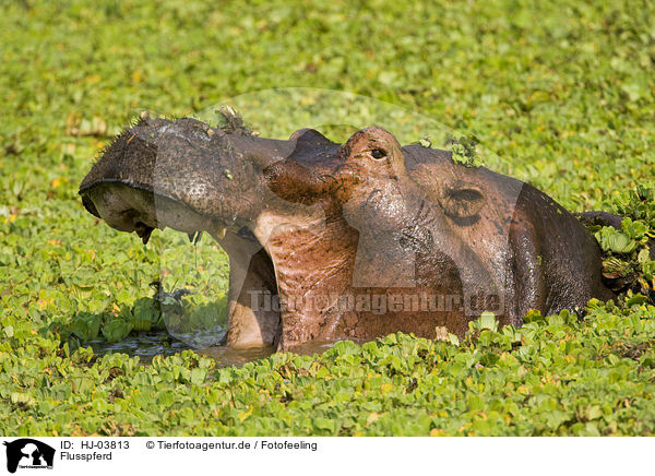Flusspferd / hippo / HJ-03813