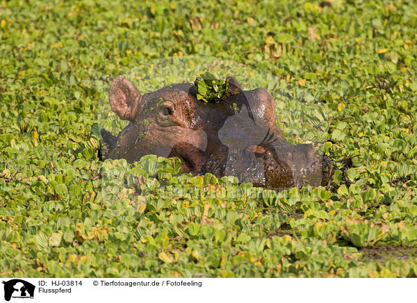 Flusspferd / hippo / HJ-03814