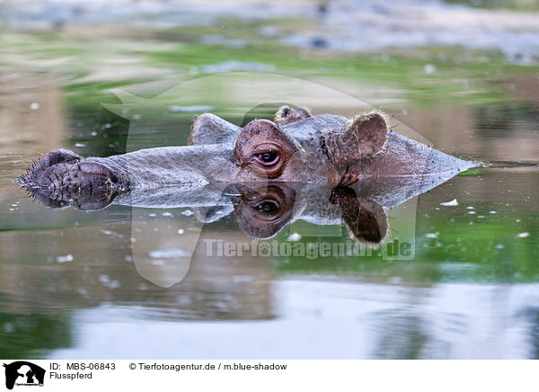Flusspferd / hippo / MBS-06843