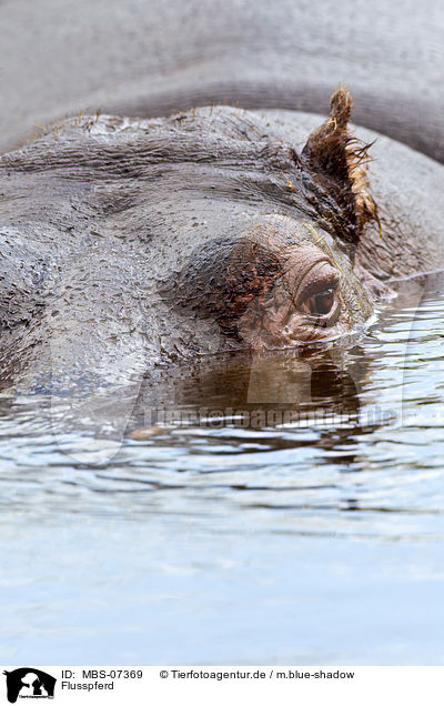 Flusspferd / hippo / MBS-07369