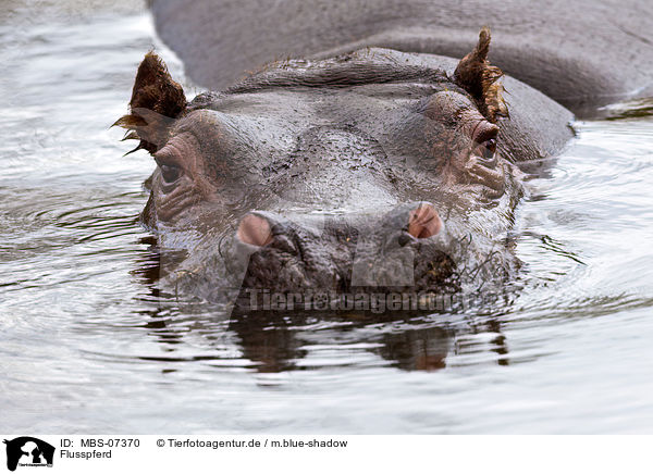 Flusspferd / hippo / MBS-07370