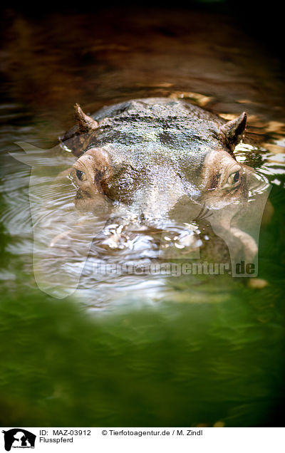 Flusspferd / hippo / MAZ-03912