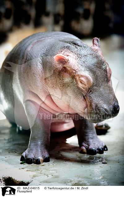 Flusspferd / hippo / MAZ-04615