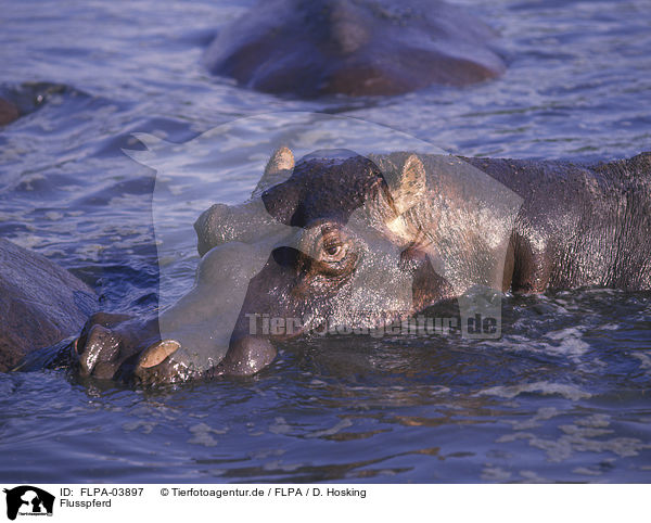 Flusspferd / FLPA-03897