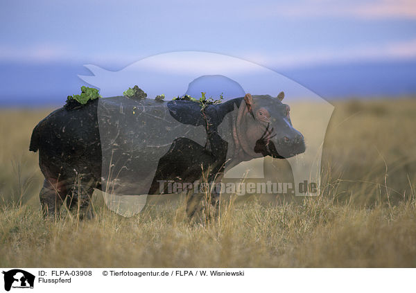 Flusspferd / FLPA-03908