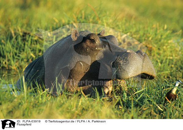 Flusspferd / hippo / FLPA-03919