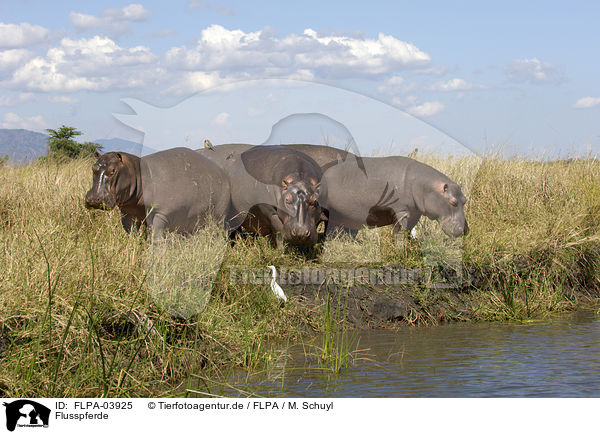 Flusspferde / hippos / FLPA-03925