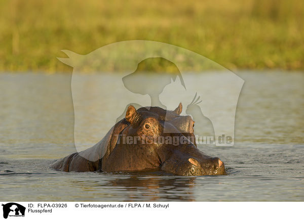 Flusspferd / hippo / FLPA-03926
