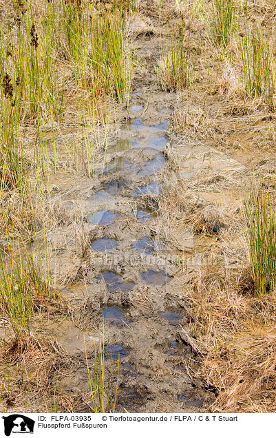 Flusspferd Fuspuren / hippo footprints / FLPA-03935
