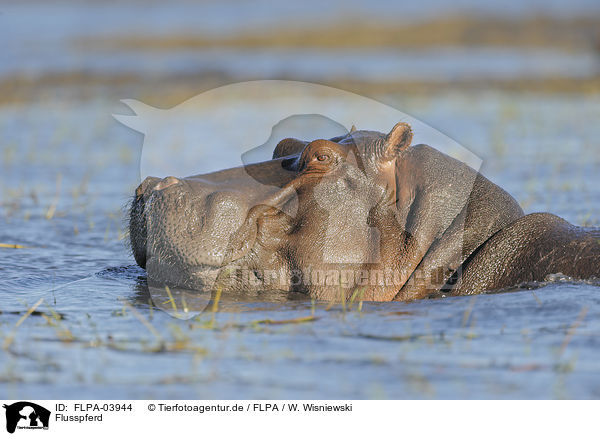 Flusspferd / hippo / FLPA-03944