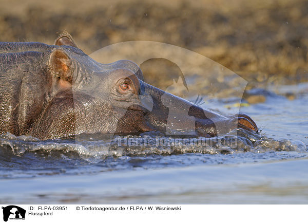 Flusspferd / hippo / FLPA-03951