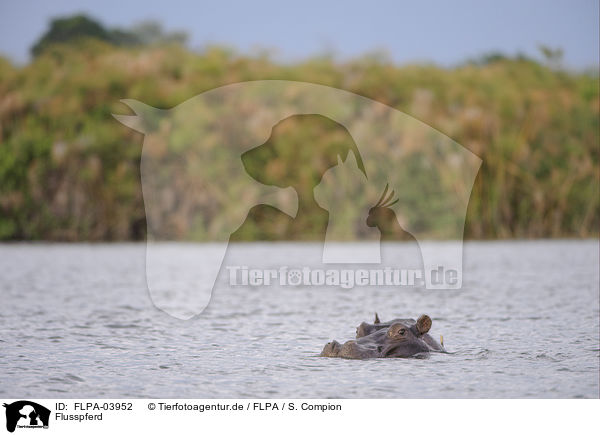 Flusspferd / hippo / FLPA-03952