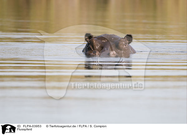 Flusspferd / hippo / FLPA-03953