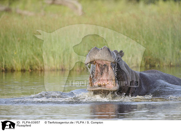 Flusspferd / hippo / FLPA-03957