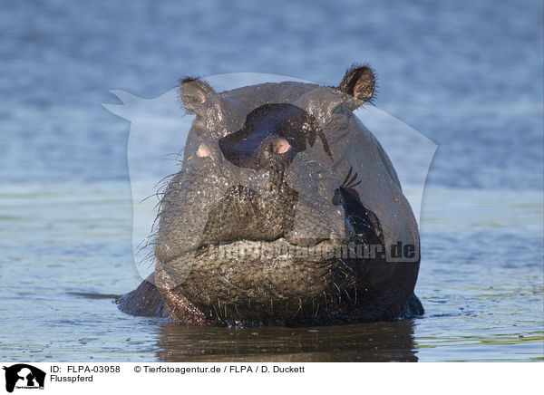 Flusspferd / hippo / FLPA-03958