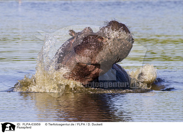 Flusspferd / hippo / FLPA-03959