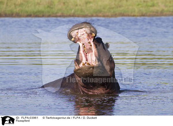 Flusspferd / hippo / FLPA-03961