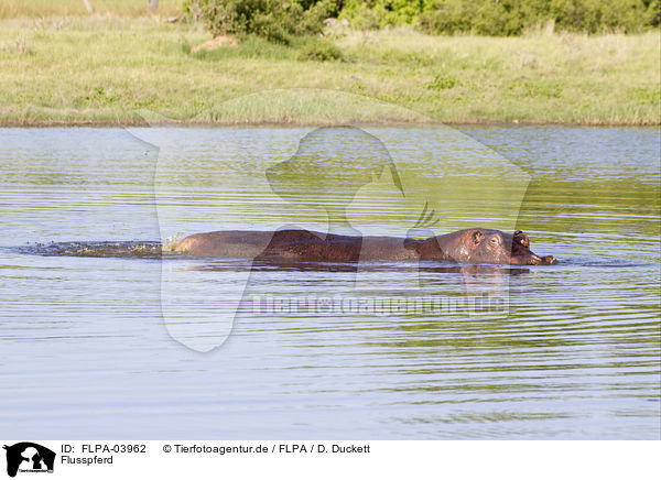 Flusspferd / hippo / FLPA-03962