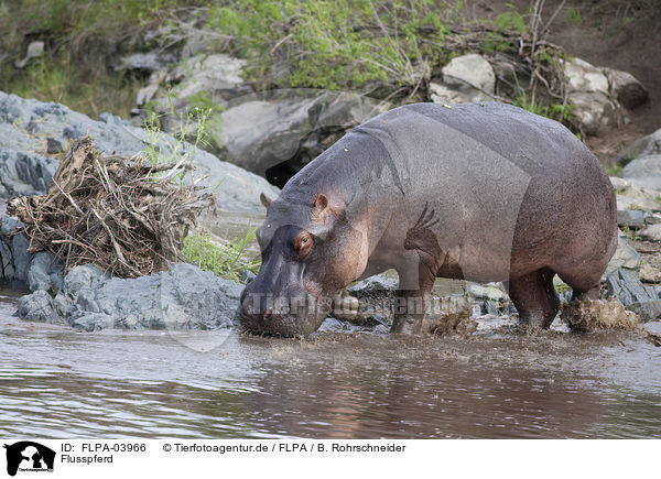 Flusspferd / hippo / FLPA-03966