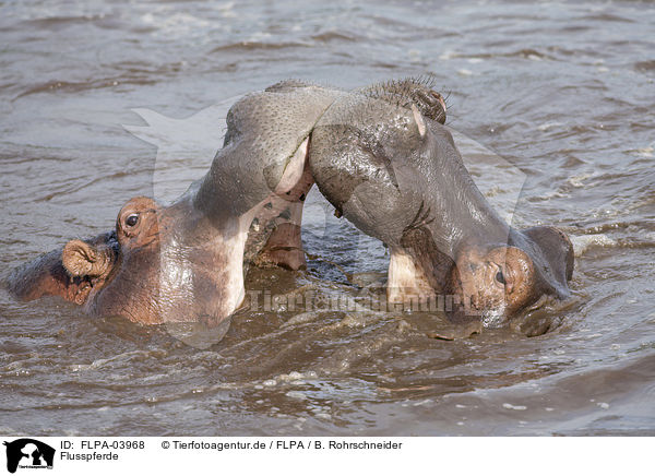 Flusspferde / hippos / FLPA-03968