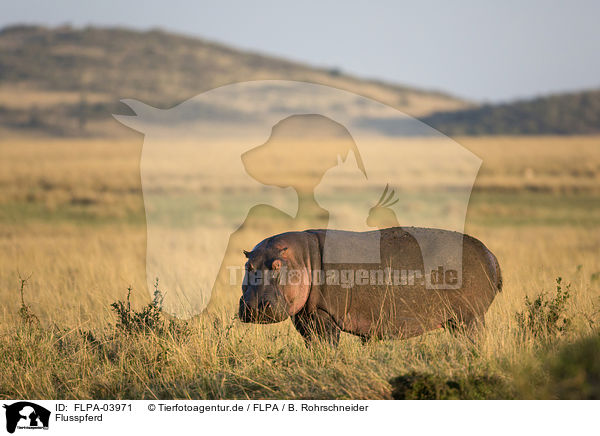 Flusspferd / hippo / FLPA-03971