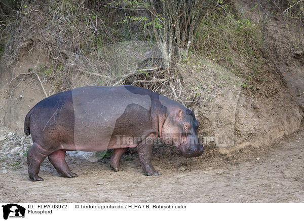 Flusspferd / hippo / FLPA-03972
