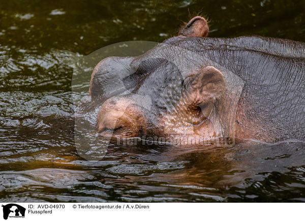 Flusspferd / AVD-04970
