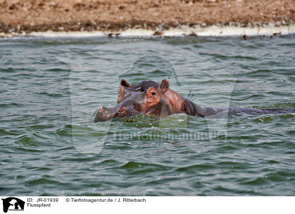 Flusspferd / hippo / JR-01939