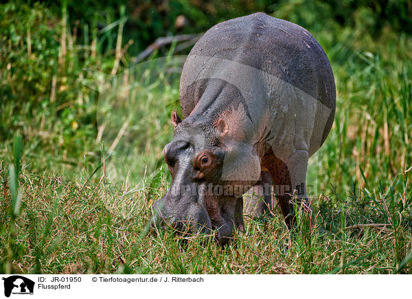 Flusspferd / hippo / JR-01950