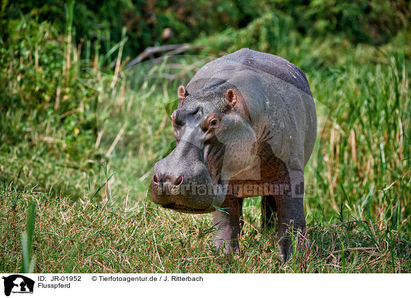 Flusspferd / hippo / JR-01952