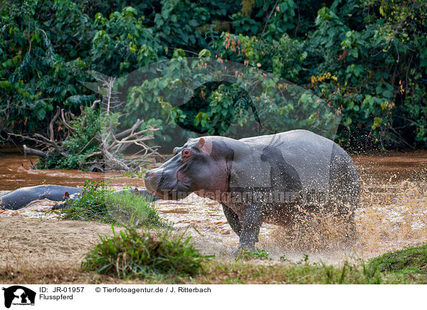 Flusspferd / hippo / JR-01957