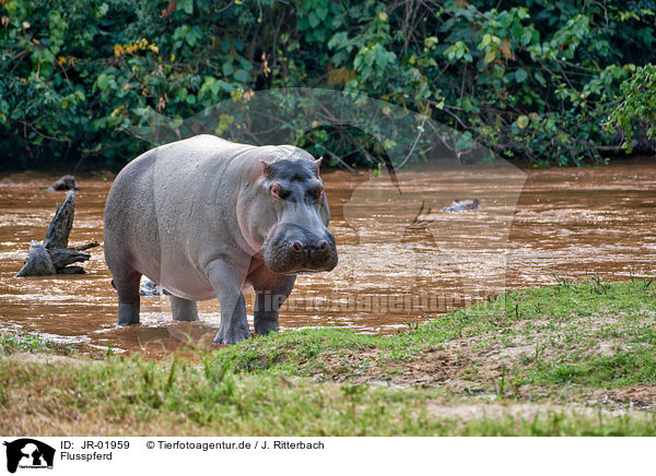 Flusspferd / hippo / JR-01959