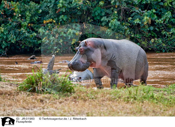 Flusspferde / hippos / JR-01960