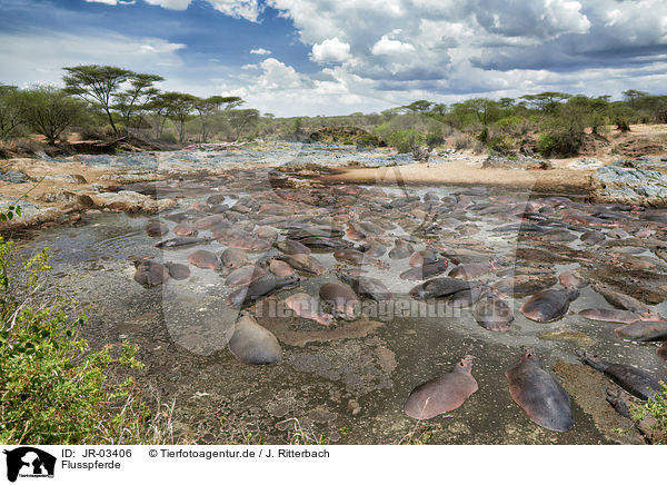 Flusspferde / hippos / JR-03406
