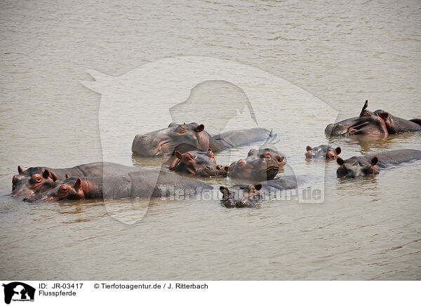 Flusspferde / hippos / JR-03417
