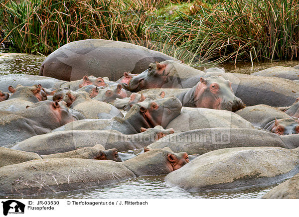 Flusspferde / hippos / JR-03530