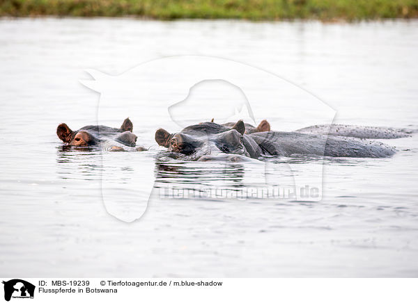Flusspferde in Botswana / River Horses in botswana / MBS-19239