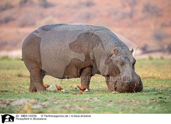 Flusspferd in Botswana / River Horse in botswana / MBS-19258