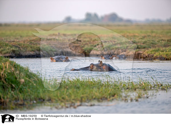 Flusspferde in Botswana / River Horses in botswana / MBS-19259