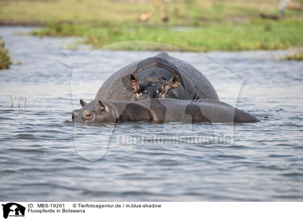 Flusspferde in Botswana / MBS-19261