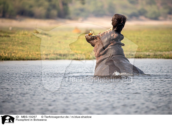 Flusspferd in Botswana / MBS-19267