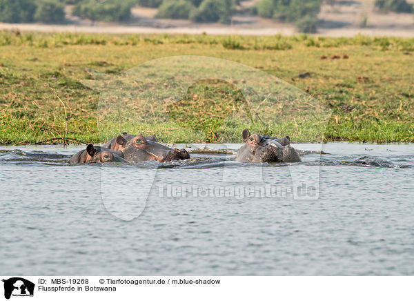 Flusspferde in Botswana / MBS-19268