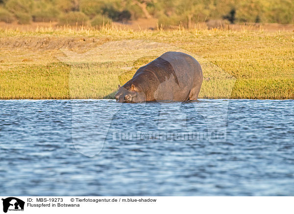 Flusspferd in Botswana / MBS-19273