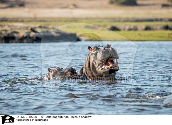 Flusspferde in Botswana / MBS-19286
